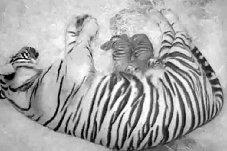 Tigres de Sumatra recém-nascidos com a mãe: restam apenas 500 exemplares desse felino na natureza, segundo zoológico (Smithsonians National Zoo/Handout via Reuters)