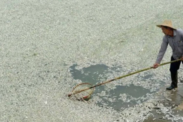 Morador retira os peixes mortos de rio chinês: cerca de 100 toneladas de peixes mortos foi encontrada em trecho de 40 km de rio (AFP)