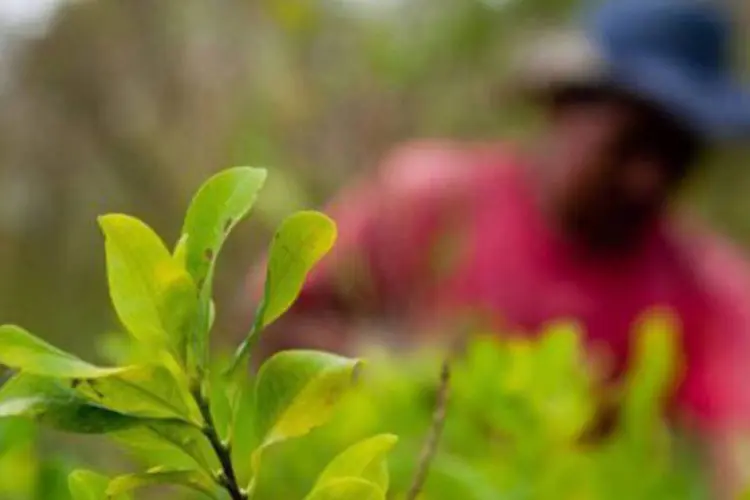 Plantação de coca na Colômbia: a produção de cocaína também caiu, de 345 para 309 toneladas, diz ONU (Luis Robayo/AFP)