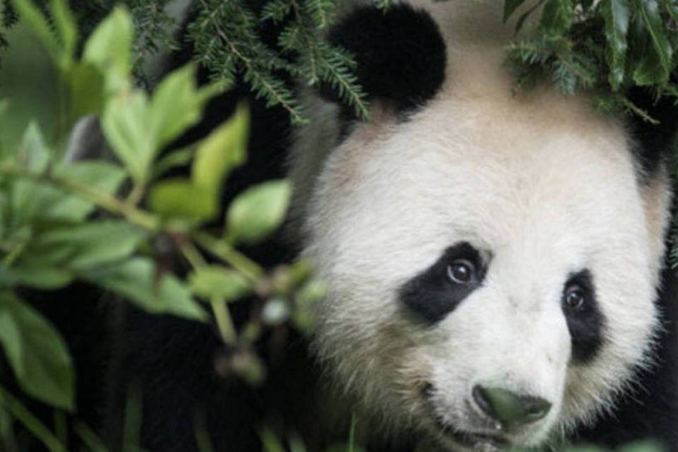 Única ursa panda do Reino Unido pode estar grávida