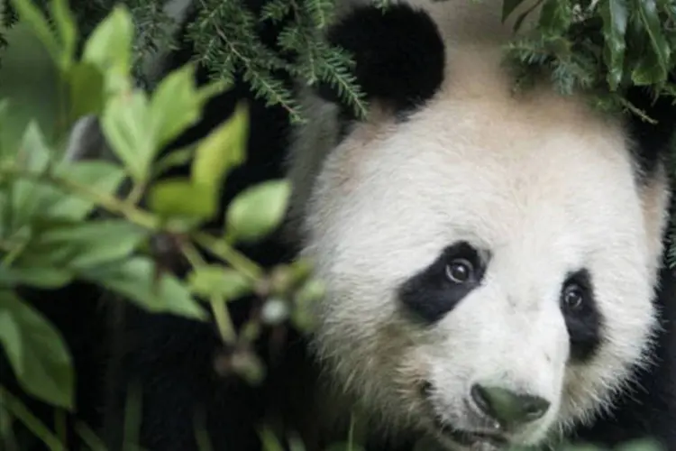 
	Urso panda em zool&oacute;gico: relat&oacute;rio informou que as exig&ecirc;ncias da humanidade s&atilde;o atualmente 50% maiores do que a natureza suporta
 (Getty Images)