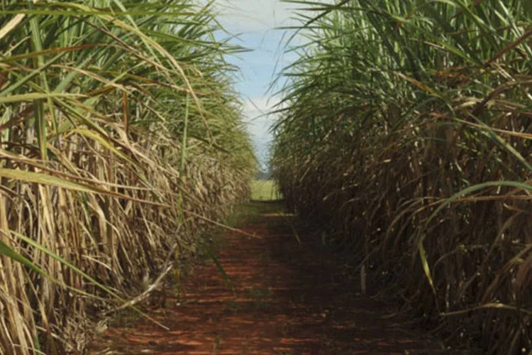 Cana-de-açúcar: a produção de cana no País deve encolher, ficando entre 630 milhões e 640 milhões de ton (Elza Fiuza/ABr/Agência Brasil)