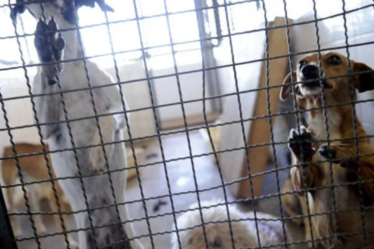 Cães que foram recolhidos das ruas: lei surge após criança ter sido morta em ataque de cães em Bucareste (Fabio Rodrigues Pozzebom/ABr)