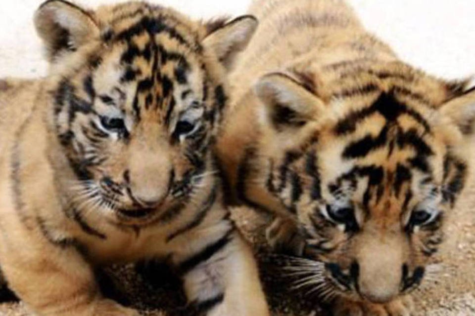 Tigre tem genoma decodificado