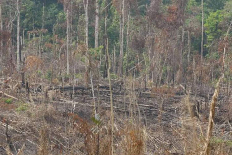 Área de Anapu, no Pará, onde missionária foi morta: mandante do crime já tinha sido condenado duas vezes e absolvido uma terceira por este caso (Antônio Cruz/ABr)