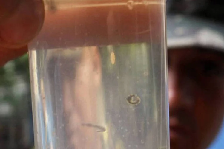 
	Soldado brasileiro exibe uma amostra de &aacute;gua contendo larvas do Aedes Aegypti: mais duas mortes foram confirmadas em SP
 (Antonio Scorza/AFP)