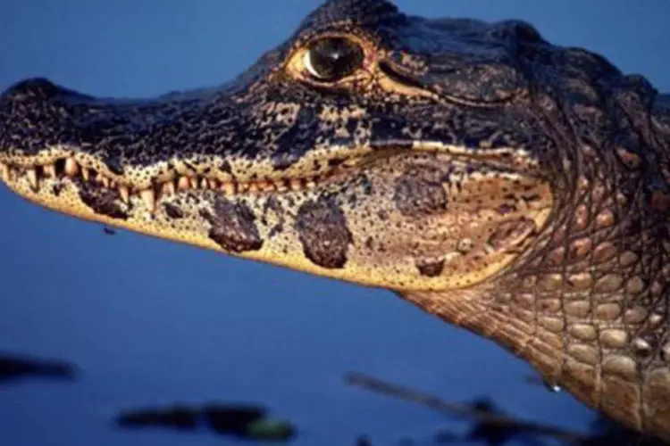 
	Crocodilo &eacute; fotografado no Pantanal brasileiro: metade dos r&eacute;pteis que fugiram j&aacute; foram recuperados&nbsp;
 (J.-L. Klein & M.-L. Hubert/AFP)