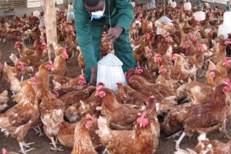 
	Fazendeiro usa m&aacute;scara para cuidar de galos em Baguida, no Togo, onde foram confirmados casos de gripe avi&aacute;ria em 2007
 (Emile Kouton/AFP)