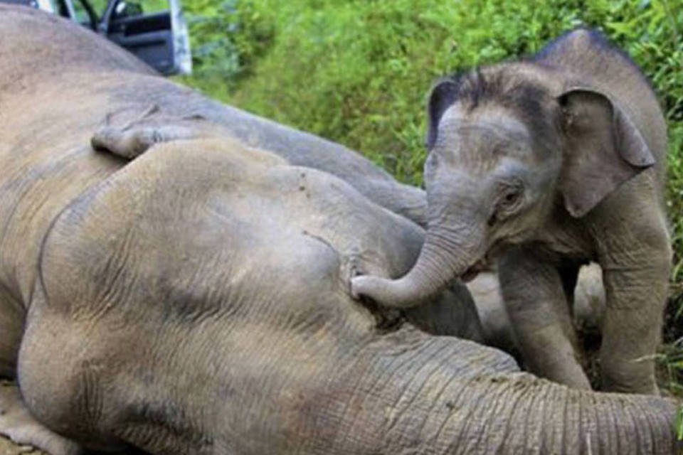 Dez elefantes pigmeus são encontrados mortos no Bornéu