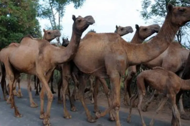 
	Camelos: eles eram criados em uma fazenda no sudoeste da Alemanha
 (Sam Panthaky/AFP)