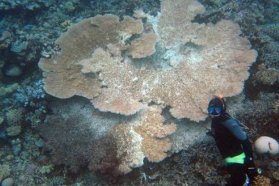 Caranguejo retarda branqueamento de Coral da Austrália