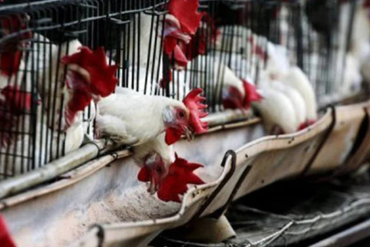 
	Aves:&nbsp;entram nesse novo crit&eacute;rio de maior rigor sanit&aacute;rio estabelecimentos av&iacute;colas de corte e de postura comercial.
 (Hector Guerrero/AFP)