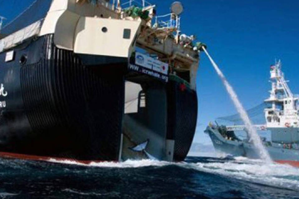 ONG denuncia ataque de baleeiro japonês