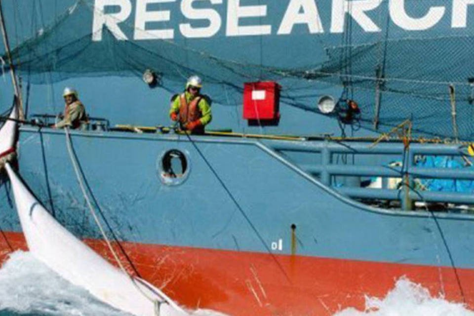 Japão confirma fim de pesca de baleias na Antártica