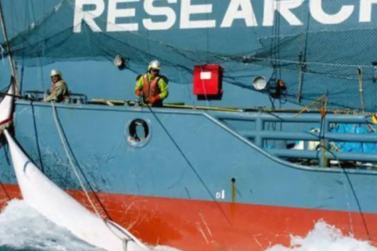 
	Navio pesqueiro japon&ecirc;s ergue baleia: a Nova Zel&acirc;ndia &eacute; um dos principais oponentes ao programa baleeiro do Jap&atilde;o
 (Glenn Lockitch/AFP)