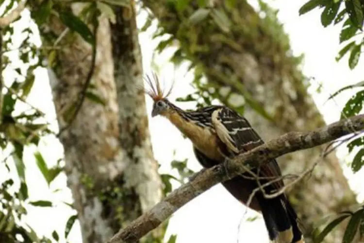 Ave na Amazônia: desmatamento da floresta ameaça a fauna local
 (Claude Thouvenin/AFP)