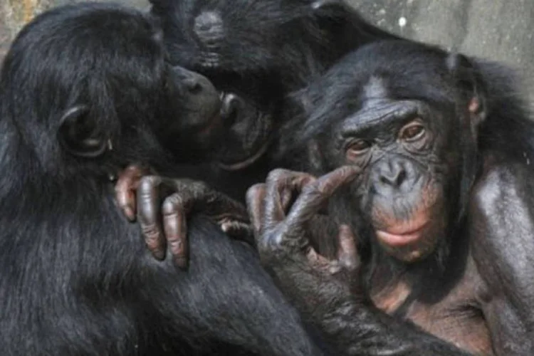 
	Bonobos: a captura de um s&oacute; chimpanz&eacute; envolve &agrave;s vezes matar outros dez
 (Georges Gobet/AFP)