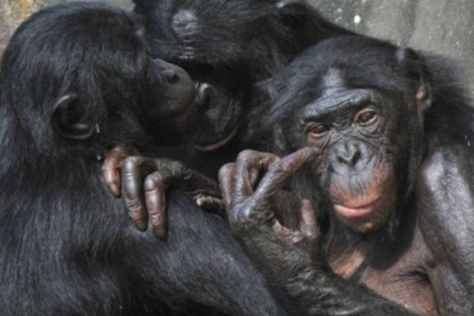 Três mil grandes macacos são vítimas de caça ilegal por ano