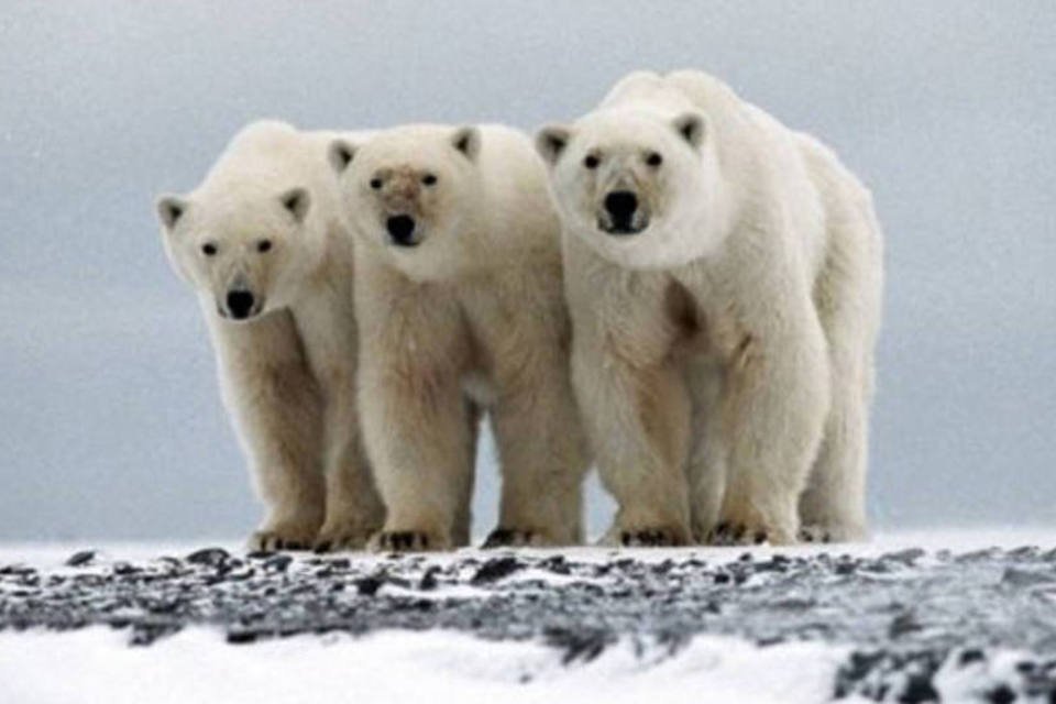 Comércio internacional de ursos polares permanecerá legal