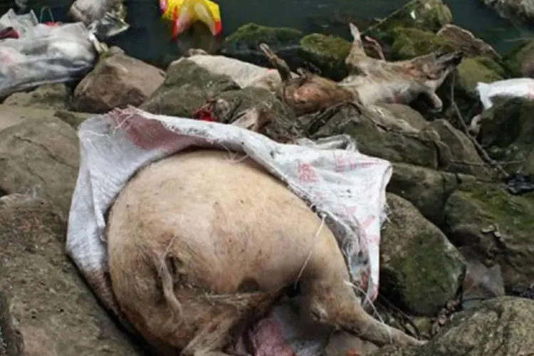 
	Corpos de porcos no rio Yantze, na prov&iacute;ncia de Yichang: o munic&iacute;pio de Xangai acredita que os criadores de porcos da prefeitura de Jiaxing jogaram os corpos no rio
 (AFP)