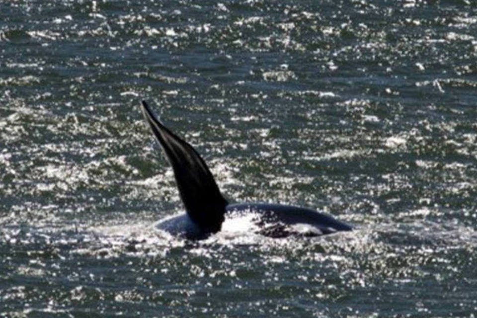 Cientistas analisam canto das baleias para estudar migração