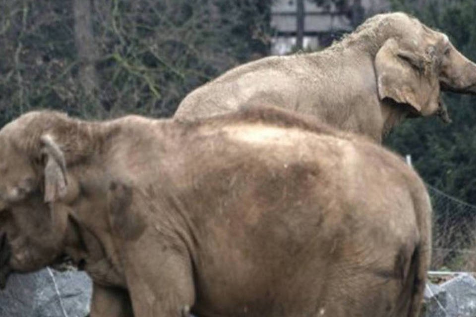 
	Os elefantes Bay e Nepal, no zool&oacute;gico de Lyon: eles t&ecirc;m 40 anos
 (Jeff Pachoud/AFP)