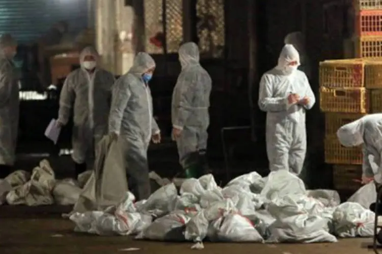 Agentes dos serviços sanitários coletam sacos com aves sacrificadas, em um mercado de Xangai
 (AFP)