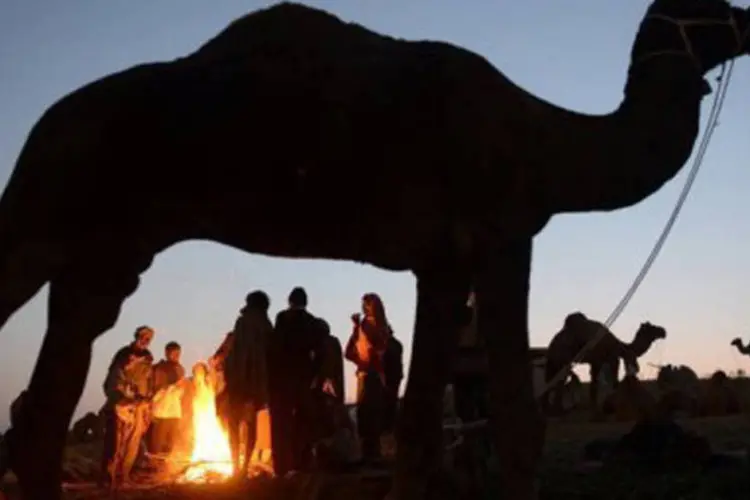 Camelo: o presidente francês foi informado recentemente sobre o destino do animal (Roberto Schmidt/AFP)