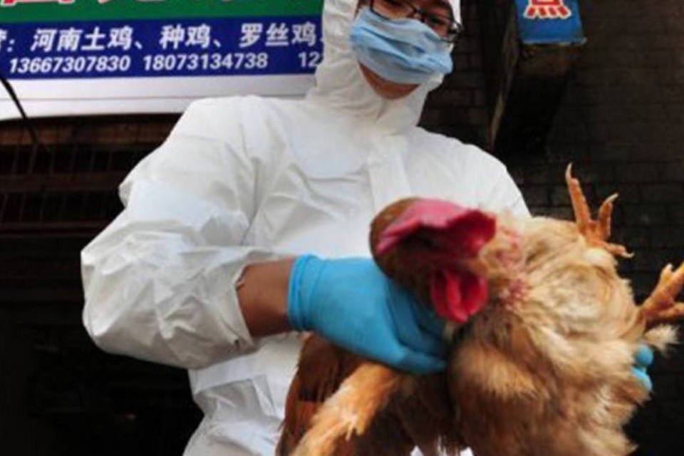Estudo confirma que H7N9 da gripe aviária provém de aves