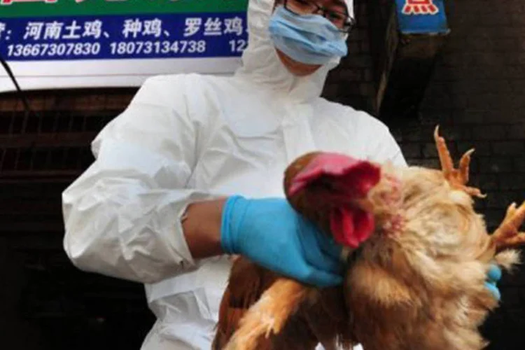 
	T&eacute;cnico inspeciona aves em um mercado da cidade chinesa de Changsha: n&atilde;o existe nenhuma prova de uma transmiss&atilde;o entre humanos do v&iacute;rus H7N9
 (AFP)