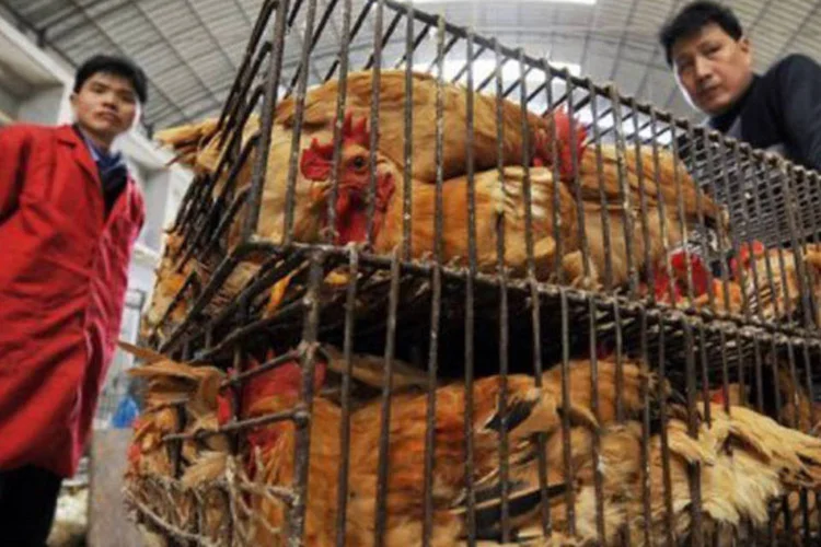Frangos em mercado de Wuhan: a indústria de aves de curral na China perdeu mais de 10 bilhões de iuanes  (AFP)