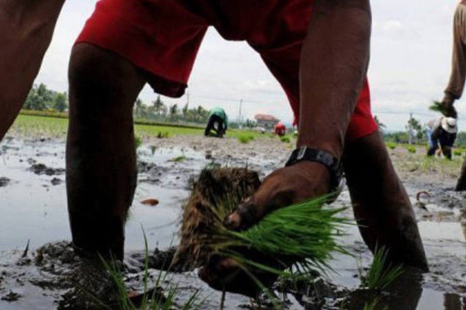 Cientistas filipinos criam arroz que resiste à terra salobra