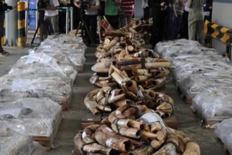 
	Marfim apreendido em Hong Kong: o com&eacute;rcio ilegal de esp&eacute;cies animais protegidas rednde 2,5 bilh&otilde;es por ano
 (Dale de la Rey/AFP)