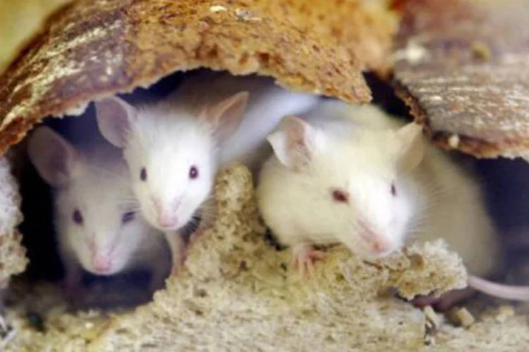 
	Leptospirose: a urina de roedores infectados, tais como ratos e ratazanas, carrega as bact&eacute;rias causadoras da doen&ccedil;a
 (AFP/Reprodução)