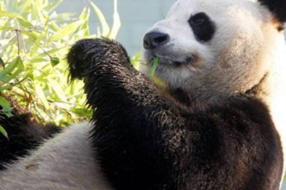 Pandas chineses de Sichuan ficam aterrorizados por terremoto