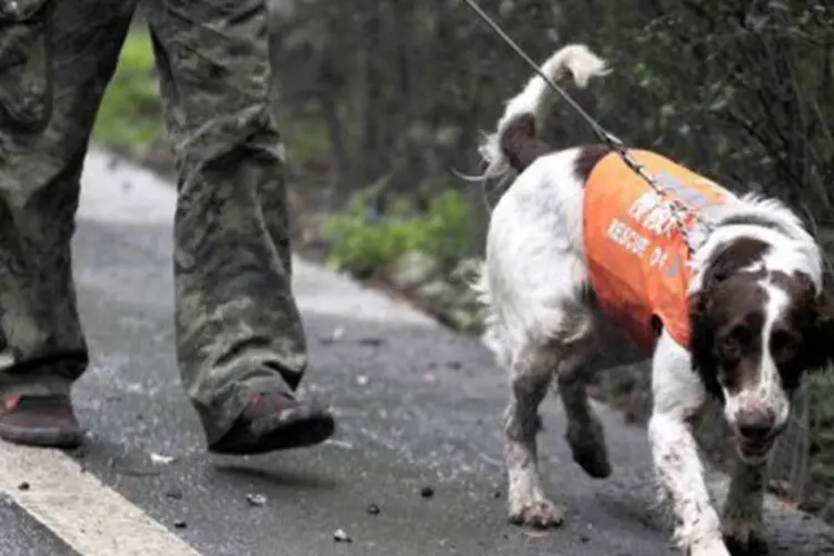 A agência está convencida de que os cães podem detectar os movimentos telúricos
 (AFP)