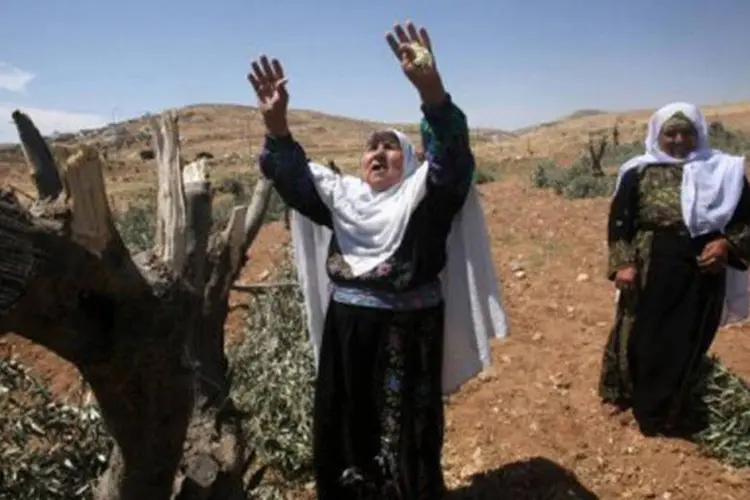 
	Palestina se desespera com oliveiras arrancadas por v&acirc;ndalos, em Al-Tiwana: esse tipo de ato costuma fica impune
 (Hazem Bader/AFP)