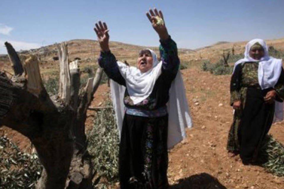 Colonos arrancam dezenas de oliveiras na Cisjordânia