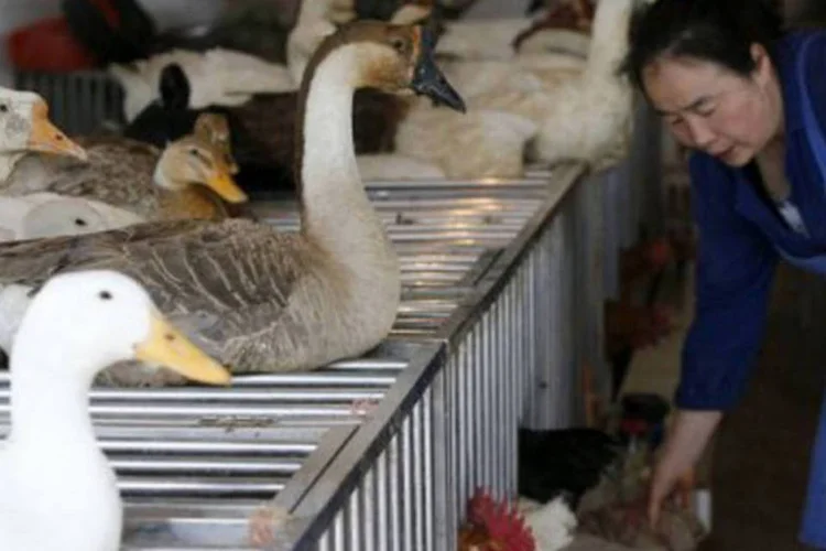 
	Aves na China: o setor perdeu quase um bilh&atilde;o de yuanes por dia (127 milh&otilde;es de euros) desde o fim de mar&ccedil;o
 (AFP)