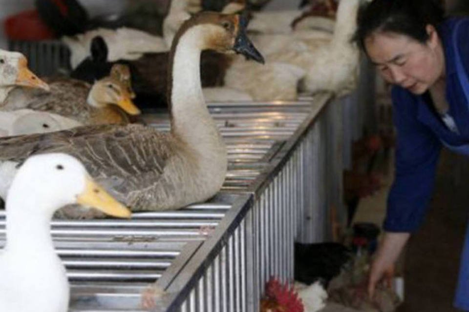 Gripe aviária gera perdas bilionárias à indústria avícola