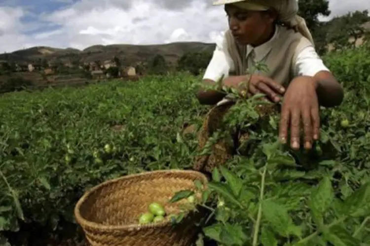 Uma mulher colhe tomates em um campo de Ambohiganahary, em Madagascar (Marco Longari/AFP)