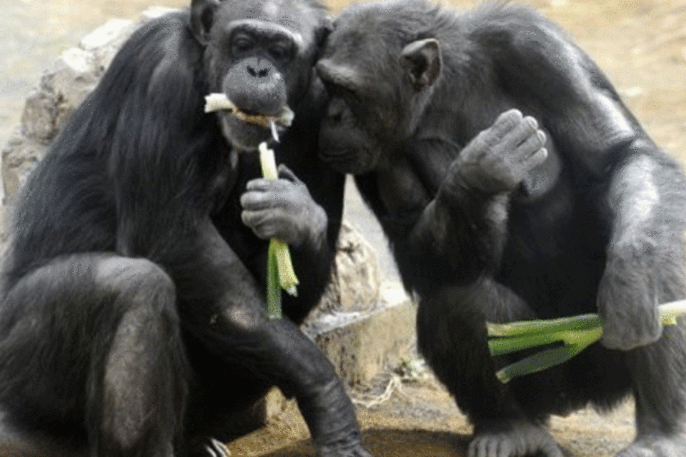 
	Chimpanz&eacute;s no zoo de T&oacute;quio em 16 de fevereiro de 2009: foram aceitas recomenda&ccedil;&otilde;es de especialistas que pediram para diminuir o essencial das pesquisas sobre chimpanz&eacute;s
 (AFP)
