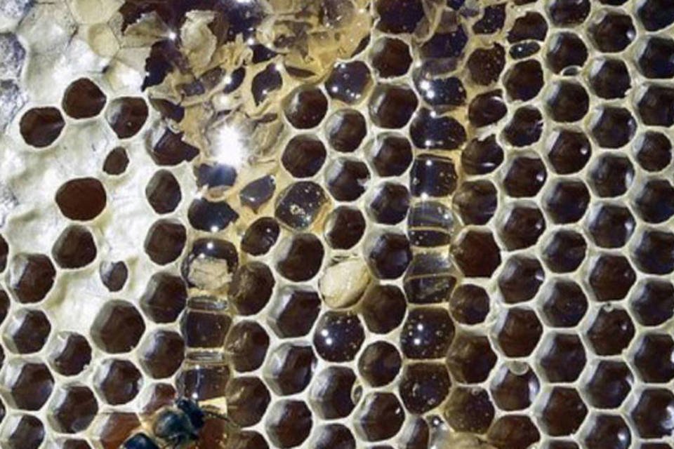 Seca faz produção nacional de mel cair 19% em 2012, diz IBGE