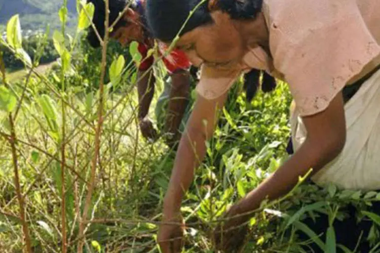 Nativos aymaras colhem folhas de coca perto de La Asunta, na Bolívia: o estudo não contém dados sobre o consumo tradicional de coca na Bolívia destinado para fins medicinais, rituais ou mastigação por indígenas e classes populares (Aizar Raldes/AFP)