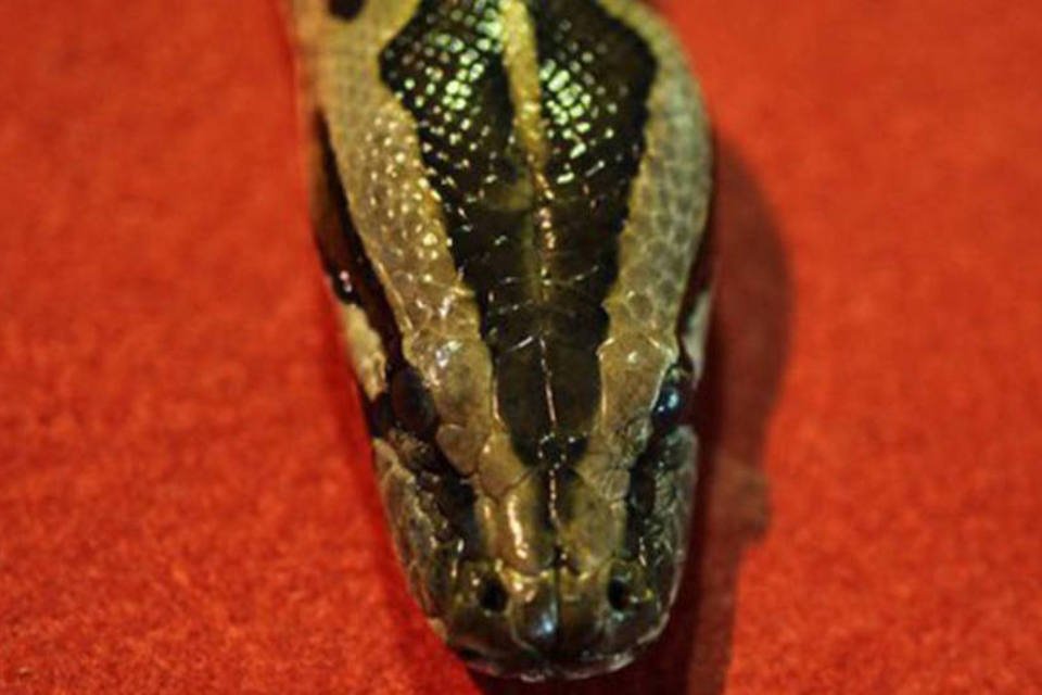 Quarenta serpentes achadas em quarto de hotel no Canadá