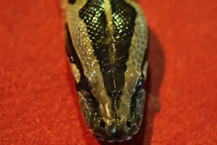 Cobra píton: serpentes encontradas são de tipo píton real da África, supostamente não perigosas (Mohd Rasfan/AFP)