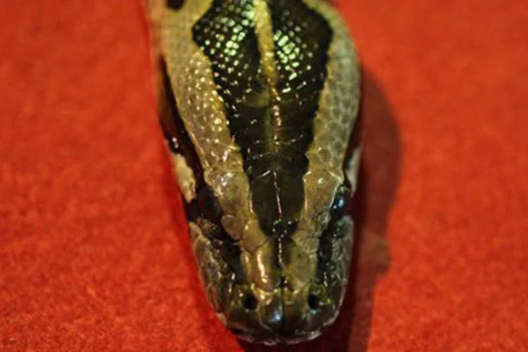 Cobra píton: serpentes encontradas são de tipo píton real da África, supostamente não perigosas (Mohd Rasfan/AFP)