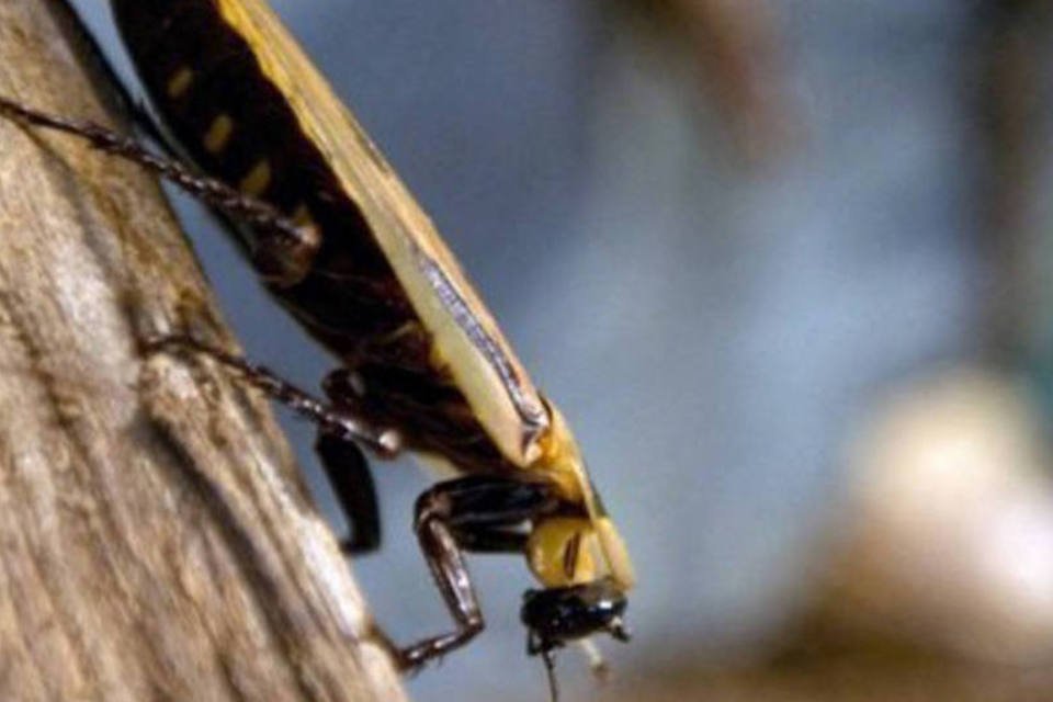 Fuga de um milhão de baratas em criadouro na China