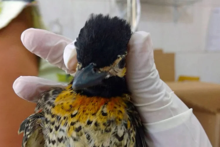 Animais silvestres: acusado ocupa cargo na Empresa de Pesquisa Agropecuária do Estado da Paraíba (Emepa) (Rita Azevedo/Site Exame)