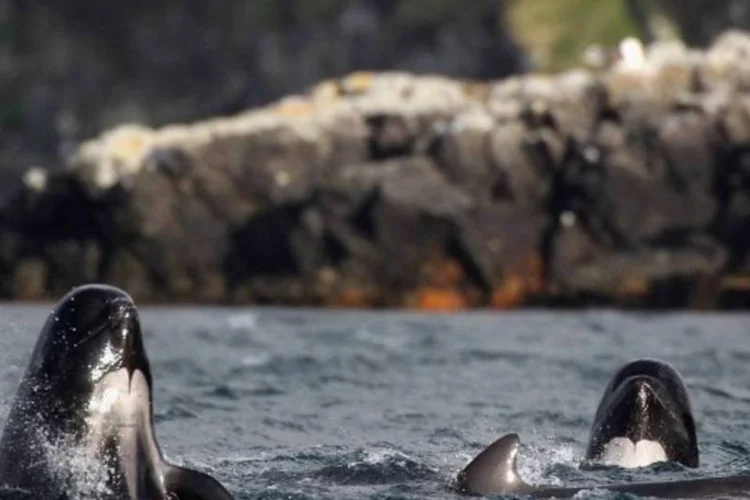Cetáceos, que apesar de serem chamados de baleia, são da família dos golfinhos, estavam encalhadas na praia de Golden Bay, que por ser muito afastada dificultou o resgate. (Germano Luders/Jeff J. Mitchell)